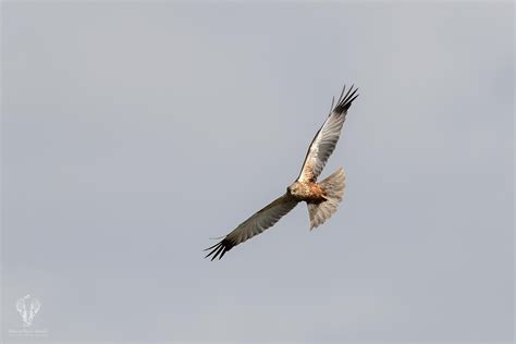 Le popolazioni di uccelli acquatici svernanti in Lombardia, 2021